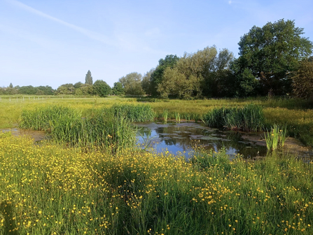 Lake View Park wetland