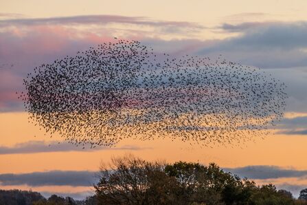 Murmuration 