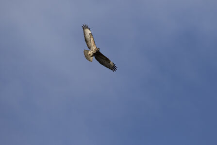 Skydancing | Warwickshire Wildlife Trust