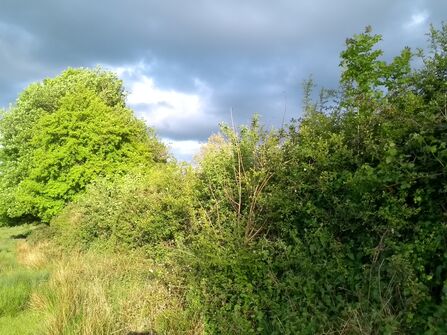 A rich, green and bushy hedgerow