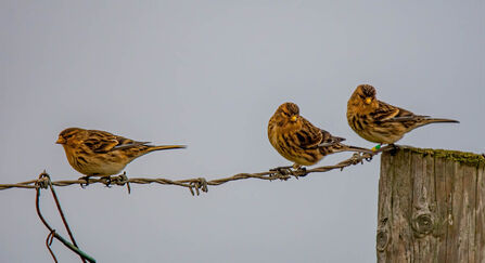 Three twite perch on a wire fence. They're in winter plumage, with bright yellow beaks