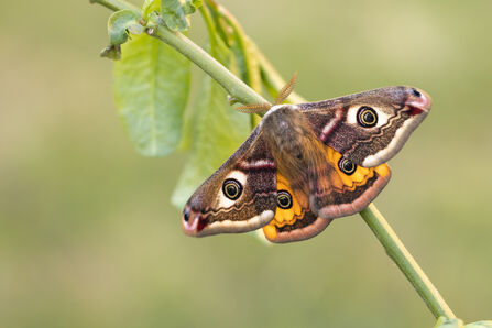 Marching on with moths | Warwickshire Wildlife Trust