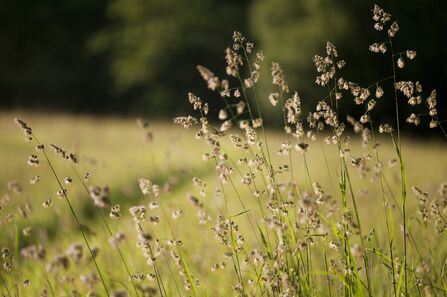 Cocksfoot wild grass growing in hay meadow at Denmark Farm Conservation Centre