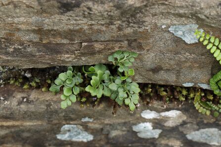 A green leafy plant know as wall-rue growing in between the stones of a wall