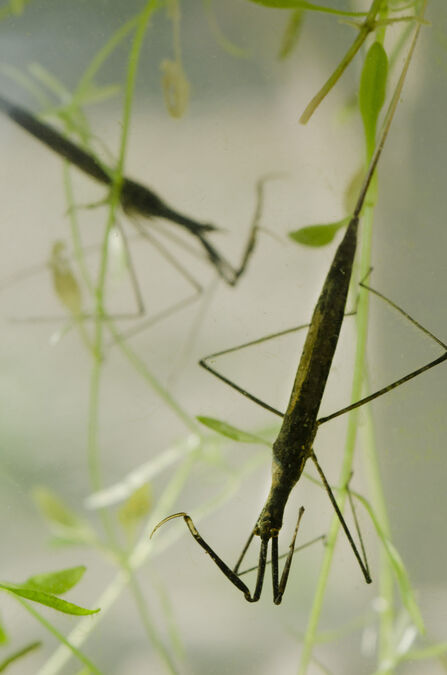 Pond patrol | Warwickshire Wildlife Trust