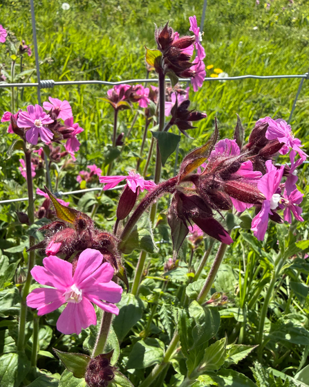 Native wildflower, Red Campion