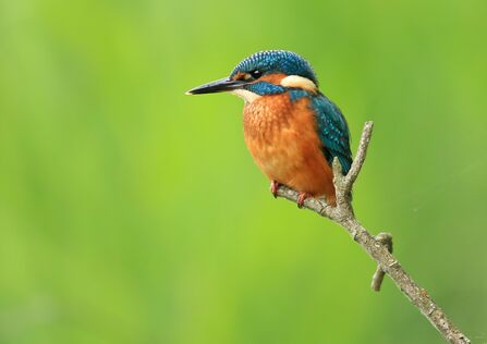 A kingfisher perched on a branch in front of a green background. It's a compact bird with a strong beak, blue back and orange belly