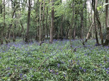 Bluebells in Snitterfield Bushes woodland
