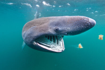 A basking shark swimming in the sea, towards two plankton to eat with it's mouth open