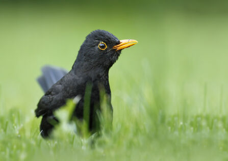male blackbird in medium long green grass - looking sideways at the camera