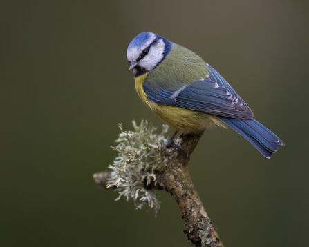 Blue tit sat on tree branch