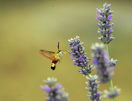 Broad-bordered Bee Hawk-moth