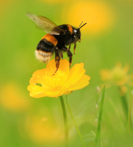 bumblebee hovering over a yellow flower