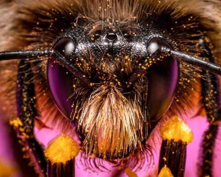 extreme close up of a Carpenter bee face covered in pollen