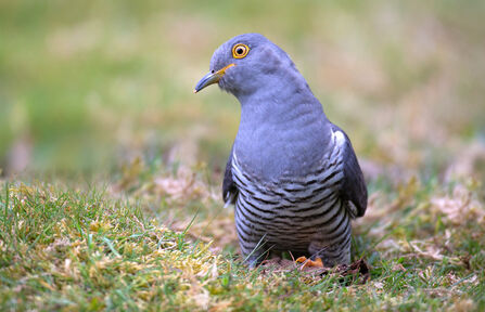 Cuckoo sitting on the ground with it's head titled to the right