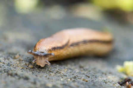 Slug moving across the floor
