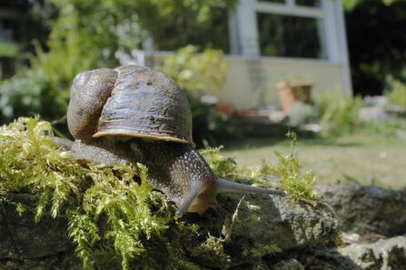 Garden snail on moss in garden