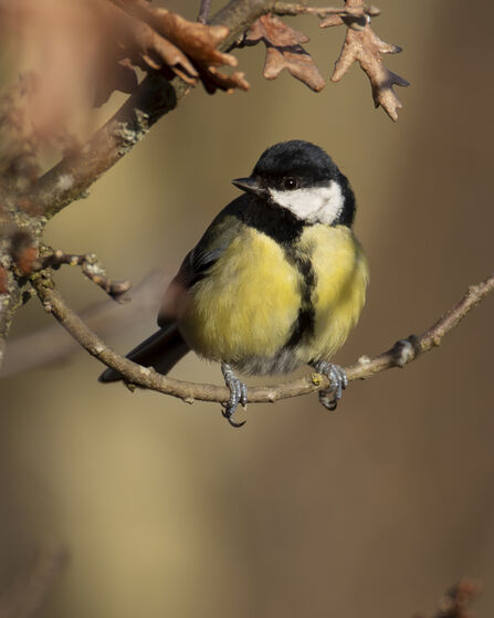 Great tit sitting on autumnal tree branch
