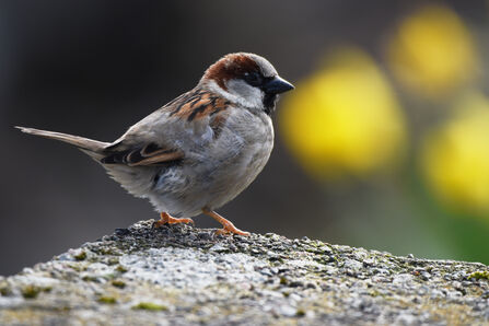 house sparrow sat on a rock with a blurred background