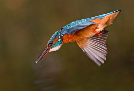 Kingfisher diving to water with it's beak down and wings to its' body