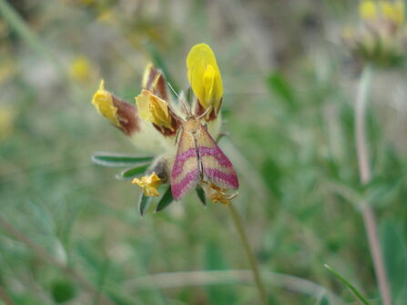 A scarce crimson and gold moth clinging to a flower stem. It's a small, golden-brown moth with bright crimson-purple bands across its wings