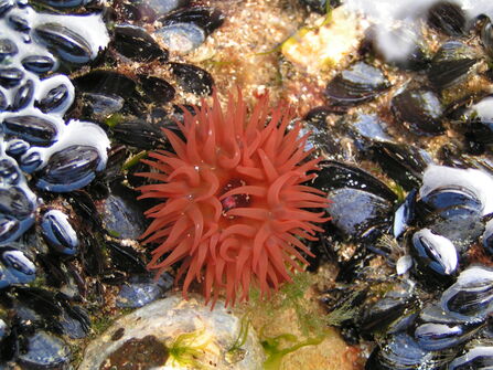 Anemone in a rock pool, surrounded by mussells