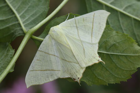 A swallow-tailed moth resting on a the underside of a green leaf. It's a large, pale yellow moth with delicate brown lines across the wings. Each hindwing has a pointed tail