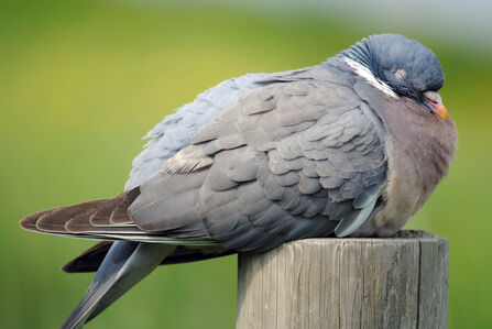 Woodpigeon, asleep on top of a wooden post