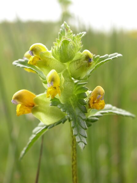 Close up photo of a yellow rattle wildflower with brown seed pods