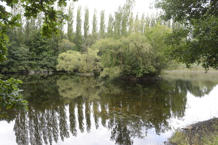Goose pool at Brandon Marsh