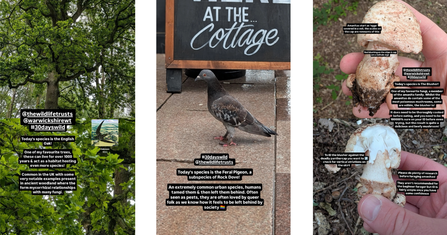 3 screenshots from an instagram story of wildlife for 30 days wild