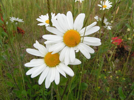 Close-up photo of two oxeye daisies with more in the background