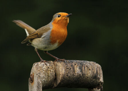 Robin sat on spade handle with dark background behind it