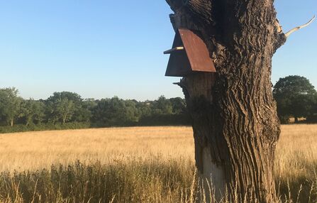 owl box fixed onto a tree with a field of wheat behind