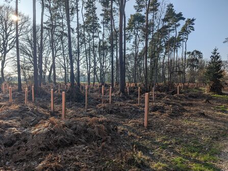 new tree saplings, with tree guards, planted next to established trees, 