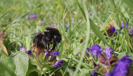 A bumblebee is feeding on a purple flower - self heal - on a garden lawn left unmown