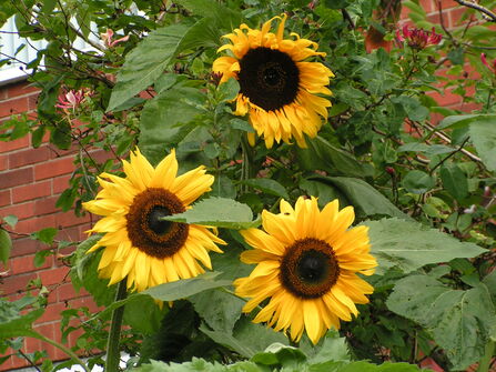 3 sunflowers growing in a garden