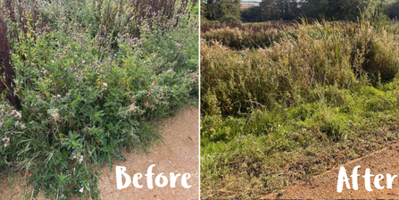 before and after - overgrown vegetation at river sherbourne charterhouse