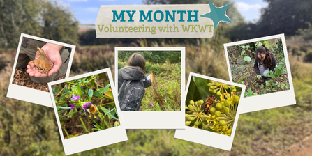photo collection from Megan's time volunteering: holding a dormouse, bumblebee survey, using a net to catch insects, bumblebee on plant, and clearing rubbish