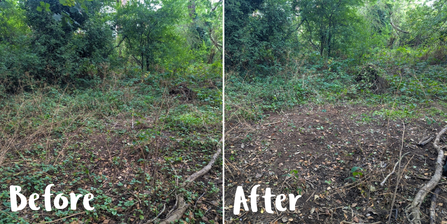 before and after of removing invasive species on bank at Guphill Brooke