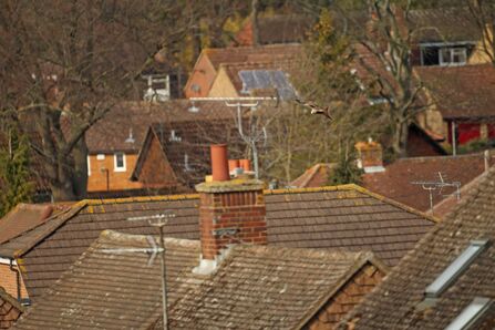 a bird of prey flying over house roofs