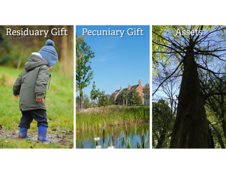 3 types of gifts in will: residuary gift (little boy with wellies on in a puddle), pecuniary gift (new pond at houlton estate), and assets (tree top canopy)