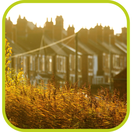A row of terraced housing and a tree/reeds