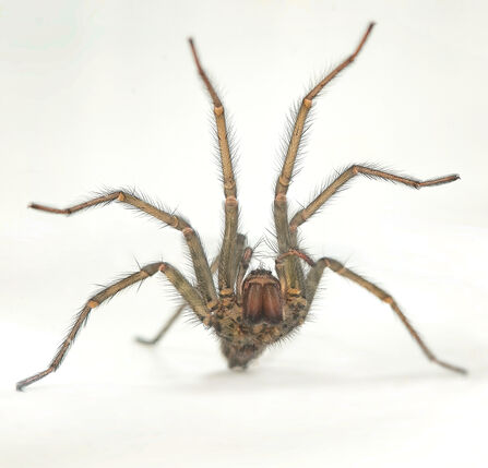 giant house spider with 8 legs, on white background