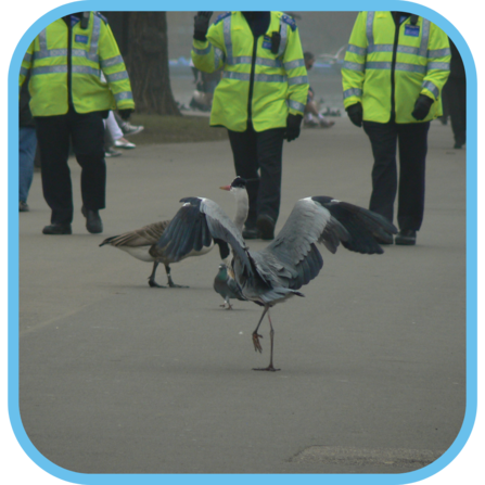 1 heron walking in a park with swans behind and 3 police officers