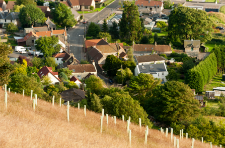 housing estate with new tree shoots on a hill 