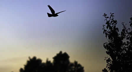 Nightjar