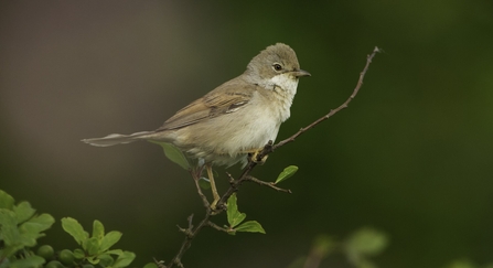 Whitethroat at farm