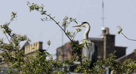 Grey heron. Bertie Gregory/2020VISION