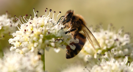 Bee in garden plant pot